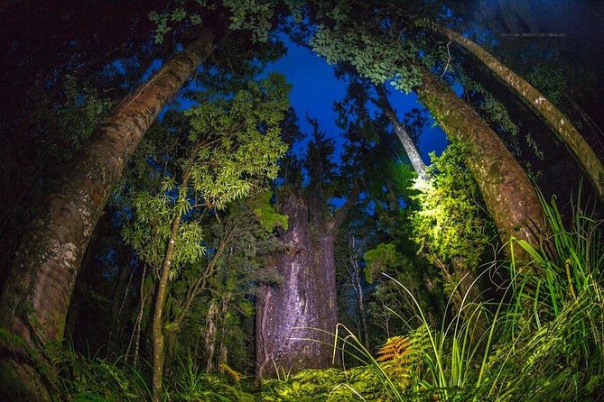 Footprints Waipoua – Twilight Encounter