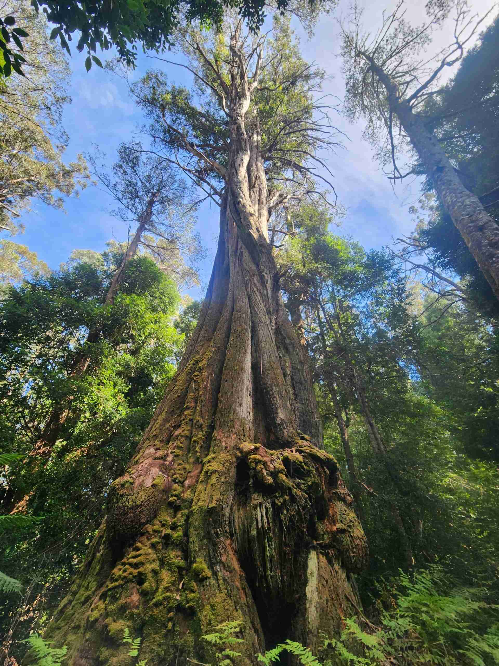 Giant Tree Expeditions – Tasmanian Geographic