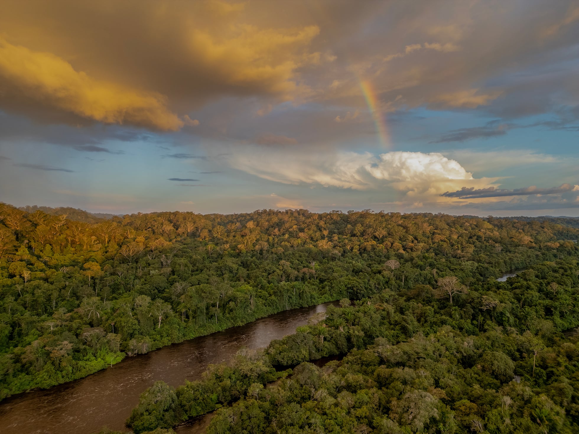 Giant Tree Sanctuary – Paru Rainforest Reserve