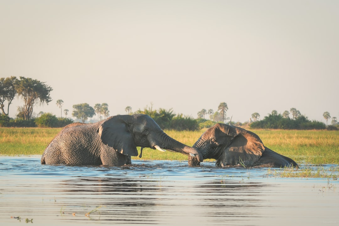 Mobile Tented Safari-Style Botswana Wildlife Photo Safari